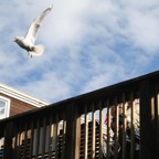 Flight