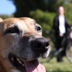 Dog and Bike