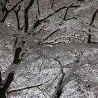 Snow-covered trees in city park