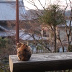 Philosopher Cat