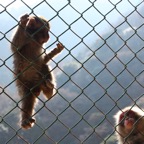 Monkey baby and mother